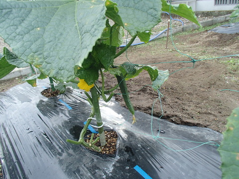 P6030284