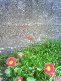 red flower1