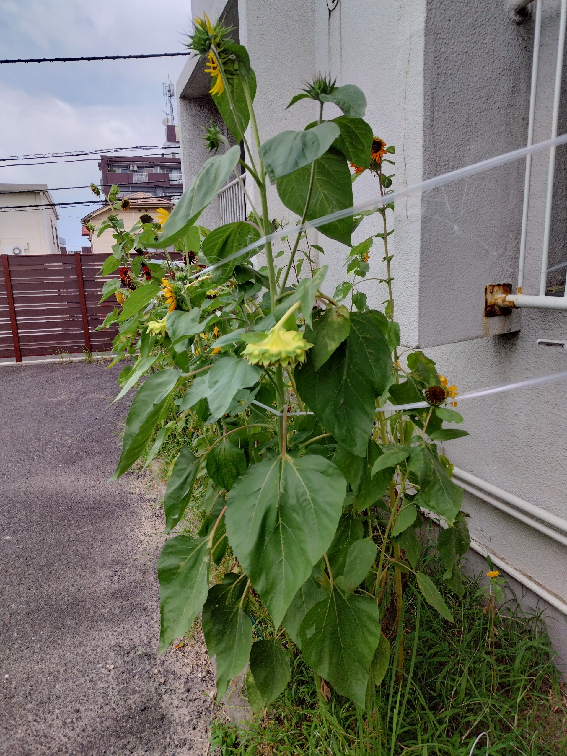 Livedoor あだ