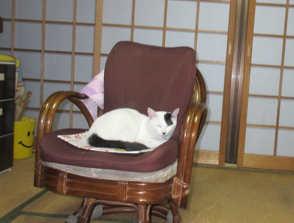 キャット タウン トルコの自治体が建設 800匹 ネコ村建設プロジェクト