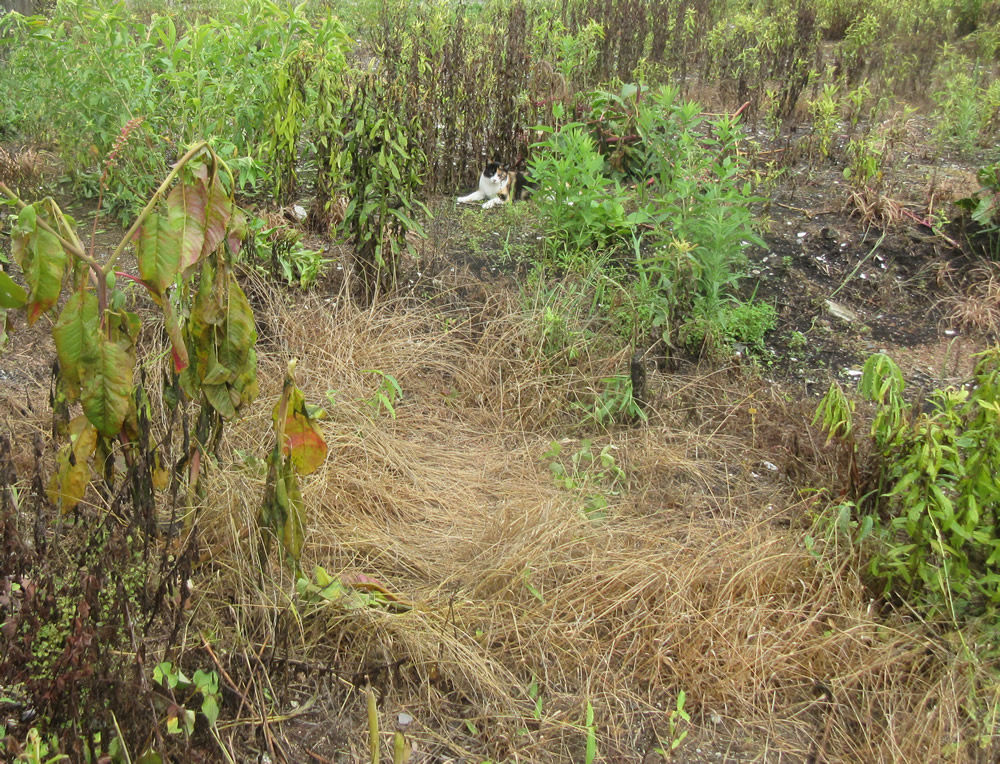 除草剤を流してくれた梅雨の大雨 猫や虫たちを殺す除草剤 ネコ村建設プロジェクト