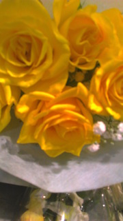 yellowrose