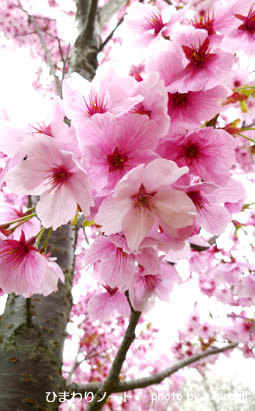 �����۸���