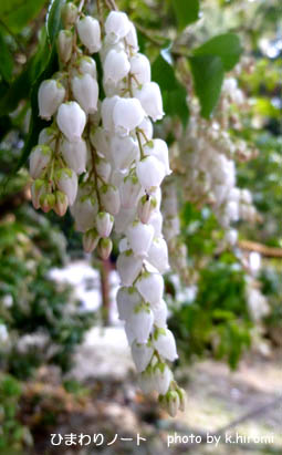 ひまわりノート 房が垂れ下がっている白い花ツボミの馬酔木 Livedoor Blog ブログ
