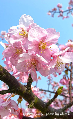 ���ź���