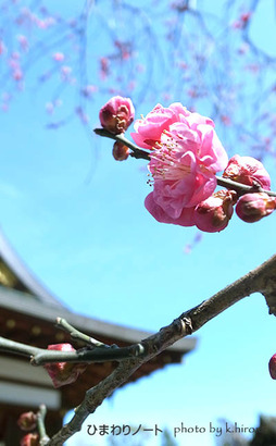 ����ŷ���ܤ��ߡ�