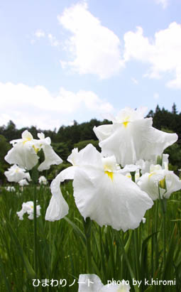 ���礦�֡�