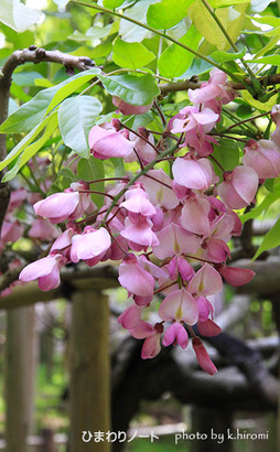 ���¹�ƣ��