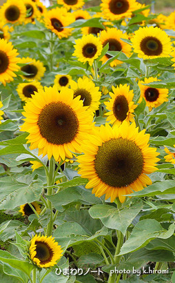 ���Υҥޥ�ꡣ