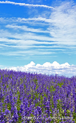 �֥롼����ӥ�