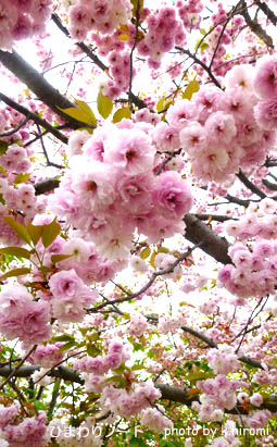 ���¤ʾ�ɡ������̤�ȴ����