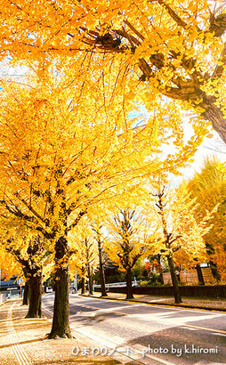 ŷ���Υ����祦