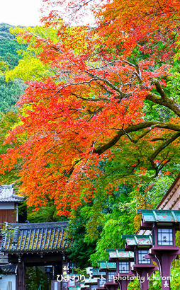 ����Ĺ�ڻ���