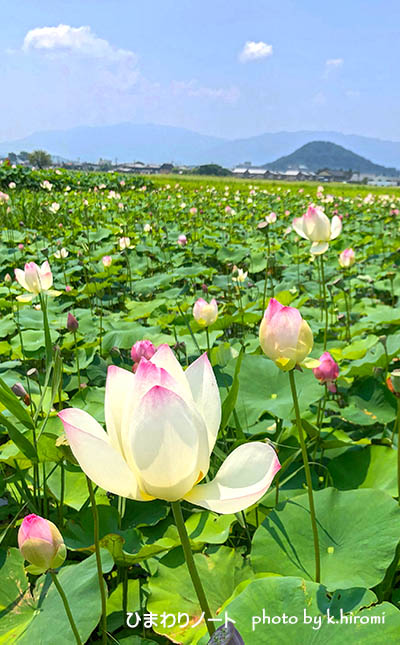 ひまわりノート お盆と言えば仏花 蓮の花 Livedoor Blog ブログ