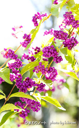 ��饵�������֡�