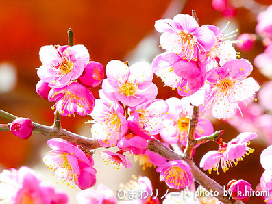 Ĺ��ŷ������