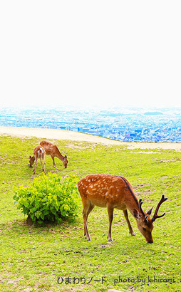 若草山の鹿