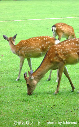 ���ɸ���Υ�����