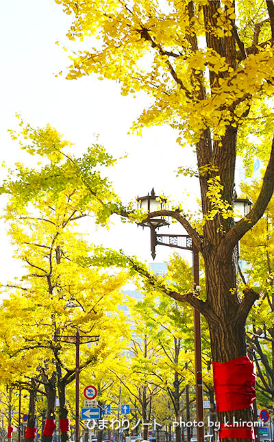 ひまわりノート 御堂筋 Livedoor Blog ブログ