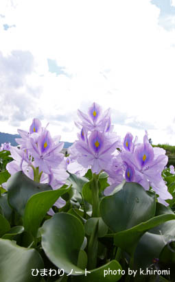 �ۥƥ�������