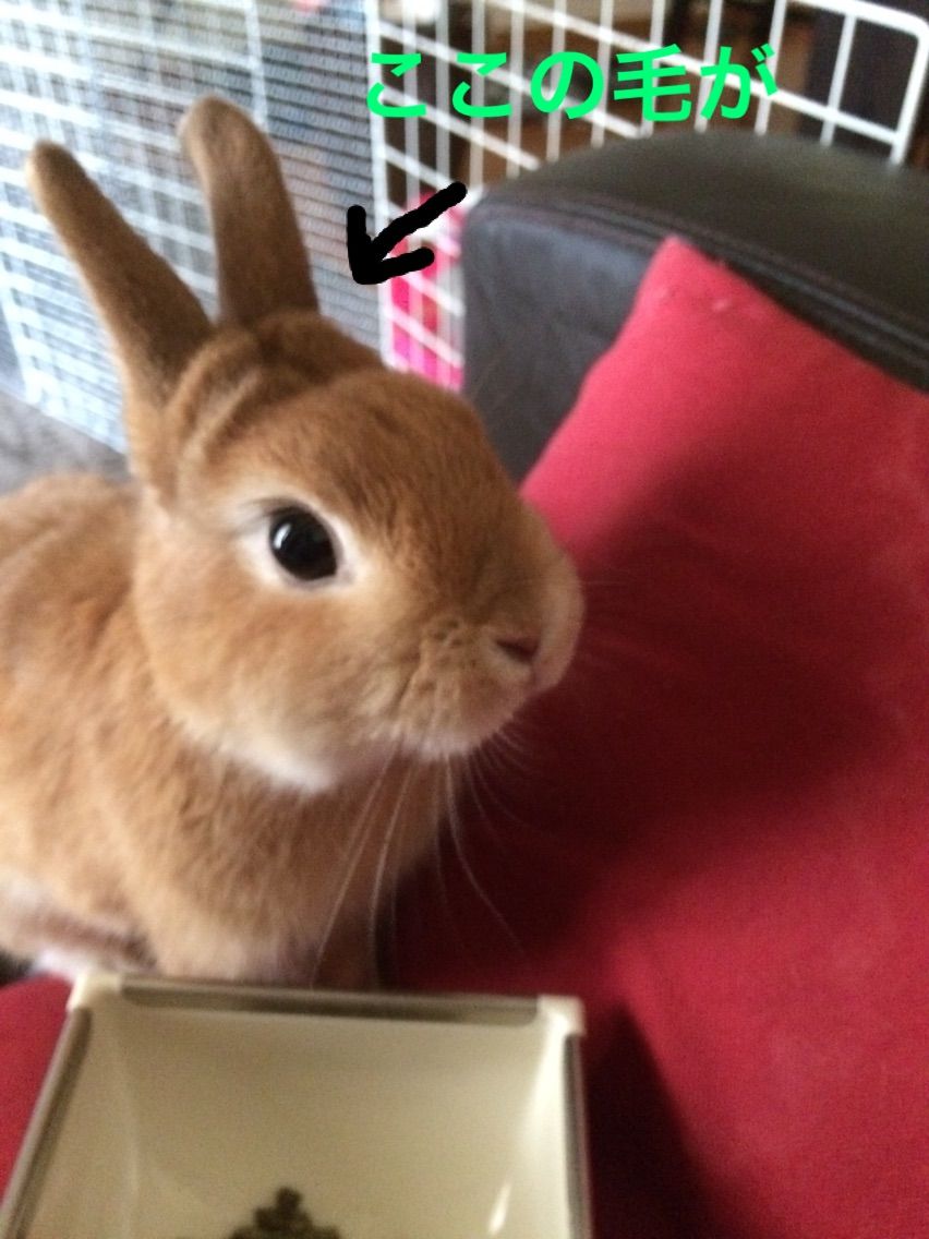換毛期で へんてこどんぐり どんぐりはうさぎさん 換毛期で へんてこどんぐり どんぐりはうさぎさん