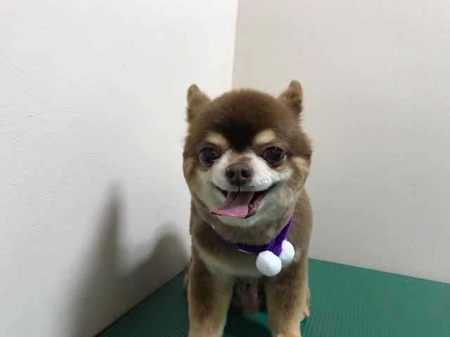 デザインカット Tamariのたまりば デザインカット Tamariのたまりば