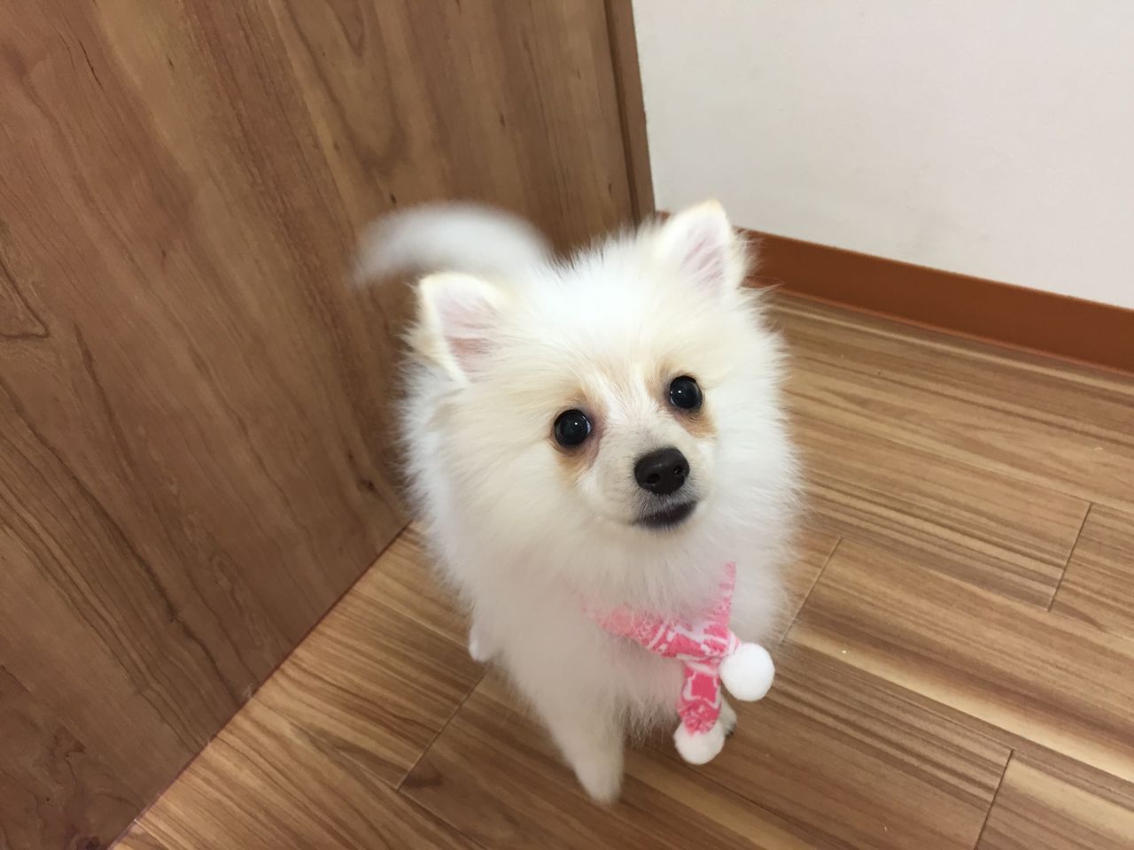同じ犬種同じ名前の親近感 Tamariのたまりば