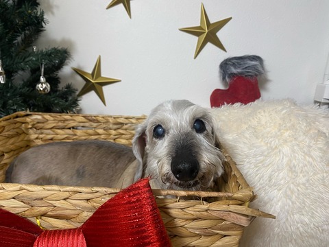 image0 - 2022-12-22T171154.716