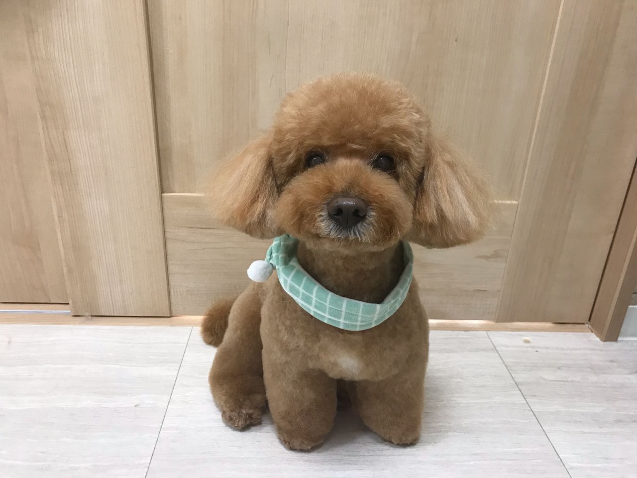 メリークリスマス Tamariのたまりば