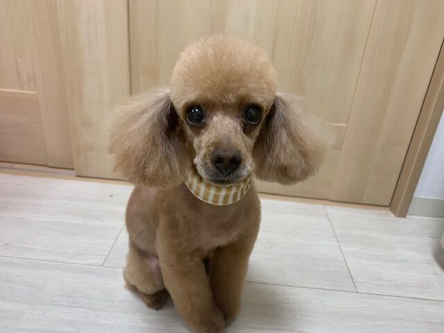 年末モード Tamariのたまりば 年末モード Tamariのたまりば
