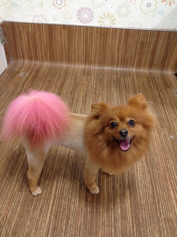 ライオン人気 Tamariのたまりば