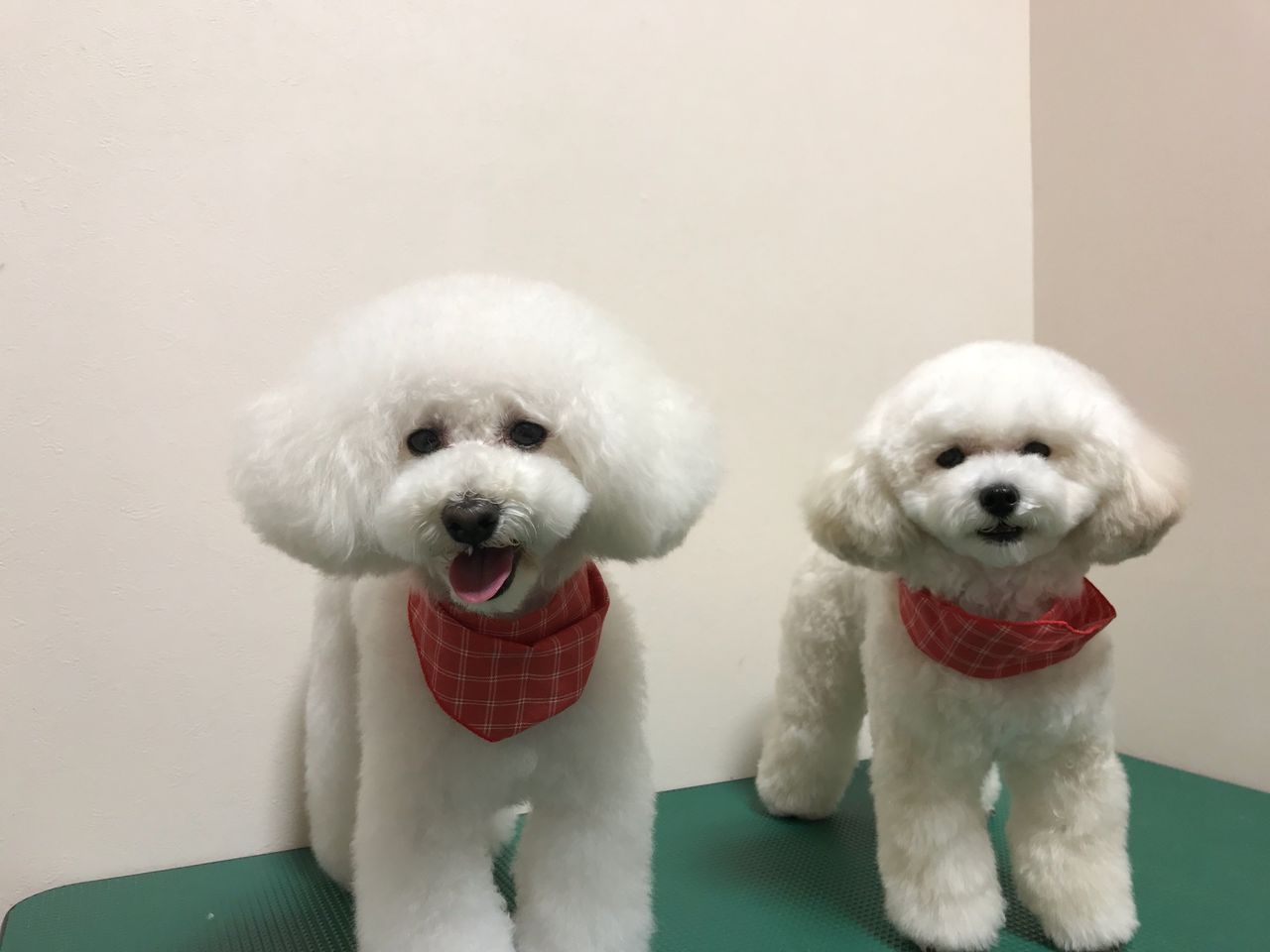 多頭飼い Tamariのたまりば 多頭飼い Tamariのたまりば