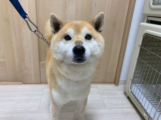 華のトリミング Tamariのたまりば