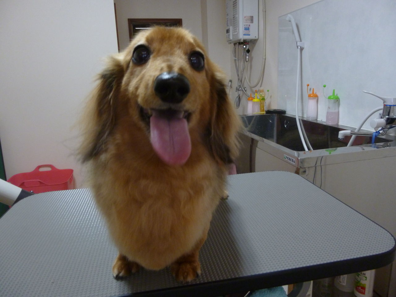 ライオン人気 Tamariのたまりば ライオン人気 Tamariのたまりば