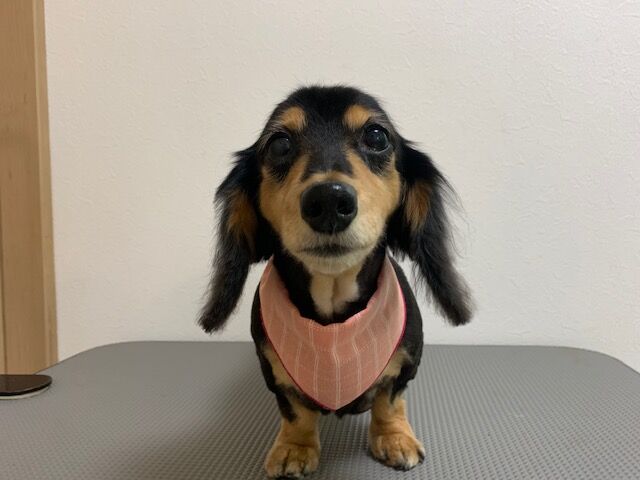 Tamariのたまりば Tamariのたまりば