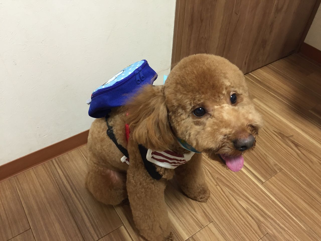 リュックを背負う犬 Tamariのたまりば リュックを背負う犬 Tamariのたまりば