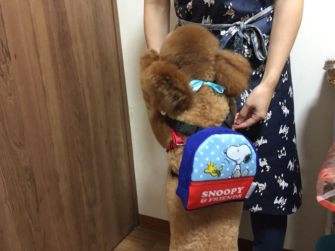 リュックを背負う犬 Tamariのたまりば リュックを背負う犬 Tamariのたまりば