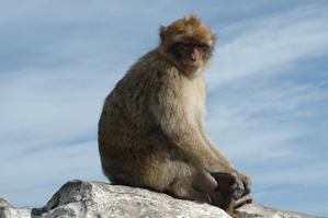 Barbary_Macaque