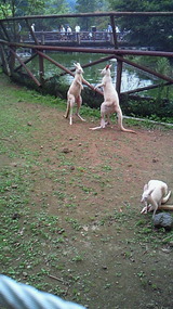 ���󥬥롼��20120729