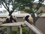 パンダVSパンダ