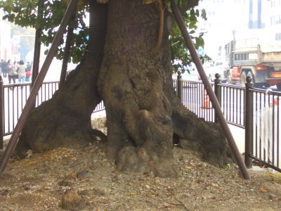 ���𣲣���ǯ�ˤʤ���