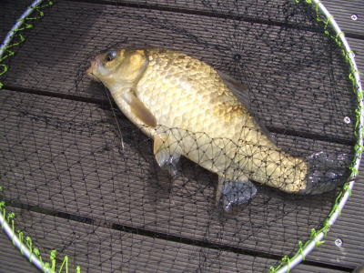 維摩池公園で釣り上げた鮒