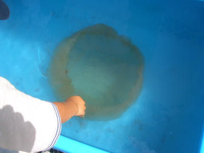 �������餲