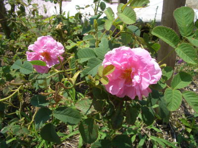 オールドローズの一つであるダマスカスローズ