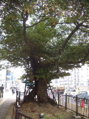 ̾�Ų������ˤ�����¶᤯�ˤ���ָ��Υ��֥Υ���