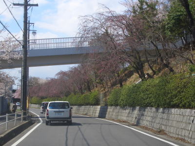 名古屋市守山区にある東谷山フルーツパークのサクラ