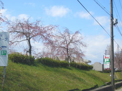 名古屋市守山区にある東谷山フルーツパークのサクラ
