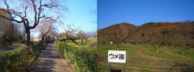 ����ˤ��륦���