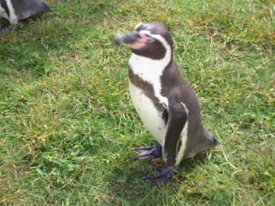 �ڥ󥮥�λ���