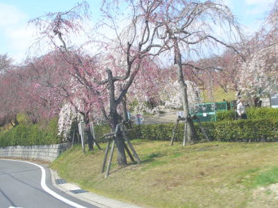 名古屋市守山区にある東谷山フルーツパークのサクラ